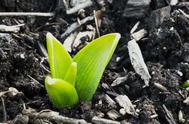 After, a photo of a bulb pushing up through the earth, by Brita Conroy